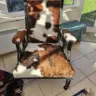 Wooden Frame Chair Recovered in a William Morris Fabric